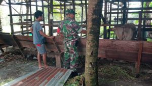 Program Pangan, Babinsa Bagan Besar Terus Dampingi Peternak