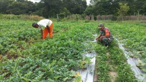 Babinsa Koramil 02 Dumai Dampingi Petani Semangka