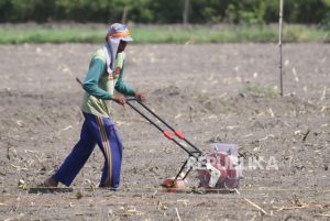 Tingkatkan Produksi, Lahan Kedelai Sleman Ditambah 242 Hektare