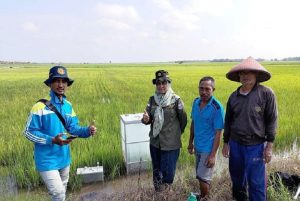 Demplot CSA, Lahan Pertanian Sumsel Berupaya Tekan Emisi Gas Rumah Kaca