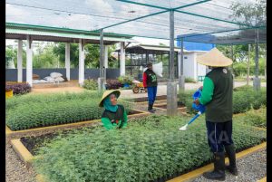 Semen Padang Siap Jadikan Kaliandra Merah Pengganti Batu Bara