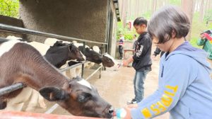 Wisata Edukasi di Rabbit Forest, Bisa Memberi Susu Anak Sapi, Bermain hingga Berfoto