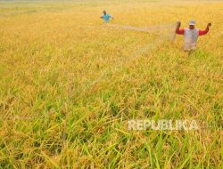 Sinyal Buruk, Produksi Padi Jateng Tahun Ini Diprediksi Turun 253 Ribu Ton
