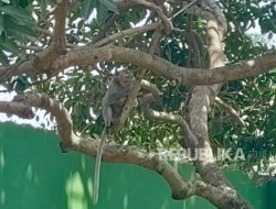 Seorang Warga Garut Meninggal Saat Hendak Tangkap Monyet, Dua Orang Alami Luka-Luka