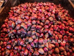 Harga Bawang Merah di Bengkulu Tembus Rp100 Ribu per Kg