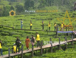Libur Lebaran, Kunjungan ke Kebun Teh Gunung Gambir Jember Terus Meningkat