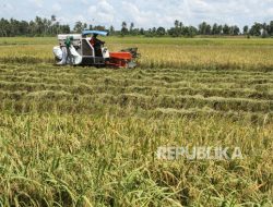 Pakar: Indonesia Perlu Maksimalkan Produksi Pangan yang Sesuai