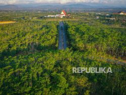 Peneliti: Hutan Gagal Tahan Perubahan Iklim