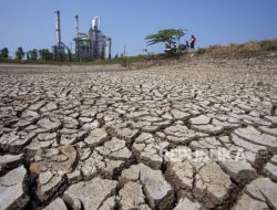 Sawah Puso di Indramayu Meluas