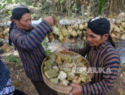 Tradisi Nyadran 1.000 Kupat, Cara Masyarakat Dusun Gedongan Ungkap Rasa Syukur