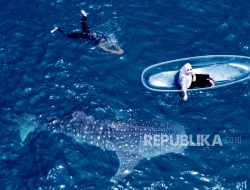 Keseruan Festival Hiu Paus di Gorontalo