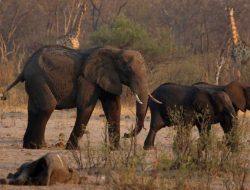 Namibia akan Sembelih Ratusan Satwa Liar untuk Warga Terdampak Kekeringan