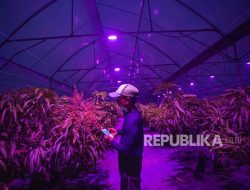 Pemanfaatan Teknologi Ultraviolet untuk Budidaya Tanaman Mangga