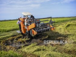 Upaya Tingkatkan Produktivitas Pertanian, Kementan Bakal Cetak Sawah 500 Ribu Hektare