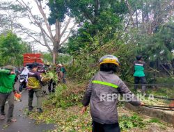 BPBD Bogor, Tangani Pohon Tumbang Hingga Atap dan Tembok Ambruk Akibat Cuaca Ekstrem