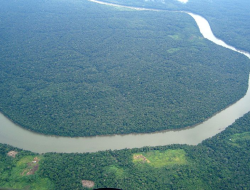 Deforestasi Hutan Amazon Brasil Turun Drastis