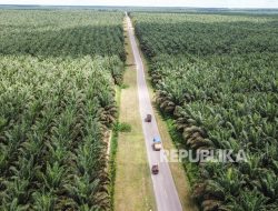 Uni Eropa Tetapkan Empat Negara Risiko Tinggi Deforestasi, Indonesia Aman?