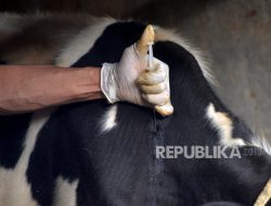 Percepatan Vaksinasi, Bantul Tunggu Vaksin PMK dari Pusat