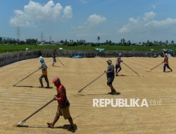 Pengamat: Harga Gabah di Bawah HPP Perlu Perhatian Serius Pemerintah