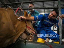 PMK Serang Puluhan Ekor Sapi di Cirebon