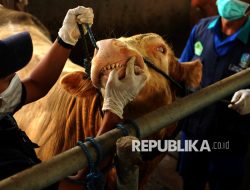 Yang Lain Cari Kerja, Saya Cari Rumput, Sekarang Punya Aset Rp 80 Miliar