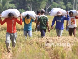 Harga Gabah Turun, Pemda DIY Minta Bulog Segera Lakukan Penyerapan Maksimal