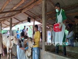 Puluhan Ribu Ekor Sapi di Bandung Barat Disasar Vaksin PMK, Ini Penyebabnya