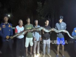Ular Piton Besar Lahap Ayam Warga, Petugas Damkar Diterjunkan