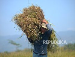 Bulog Belum Temukan Kasus Gabah Petani Dibeli tak Standar HPP