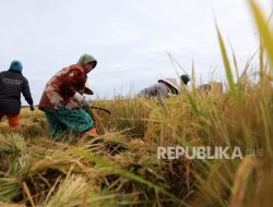 Wamentan: Presiden Minta Surplus Beras Dipertahankan Saat Negara Lain Mengalami Krisis