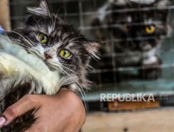 Mau Nitip Hewan Kesayangan Saat Mudik? Tempat Ini Bisa Jadi Pilihan