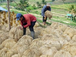 Penggunaan Pupuk Petroganik Tingkatkan Produktivitas Padi