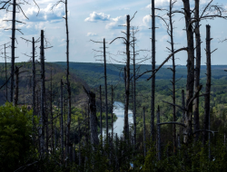 Sepertiga Hutan Ukraina Hangus Akibat Serangan Rusia