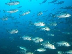 Tafsir Hadits Ikan Memohon Ampunan kepada Orang yang Berpuasa