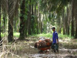 Pemerintah Tertibkan Lahan Sawit, LPEM UI Minta Waspadai Kampanye Hitam Eropa