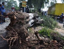 Pohon Tumbang di Alun-Alun Pemalang Timpa Belasan Jamaah Sholat Id, 2 Orang Meninggal