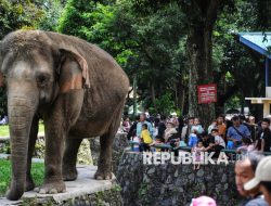 Taman Margasatwa Ragunan Dipadati Pengunjung saat Libur Lebaran