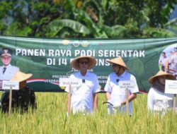 Jaga Ketahanan Pangan, Sukabumi Maksimalkan 1.200 Hektare Lahan Pertanian