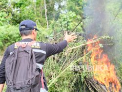 Tim Gabungan BNN dan Bea Cukai Musnahkan 3 Ha Ladang Ganja di Aceh