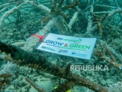 BRI Menanam “Grow & Green” Transplantasi Terumbu Karang Lestarikan Ekosistem Laut NTB