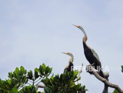 Status Keterancaman 18 Spesies Burung Menurun