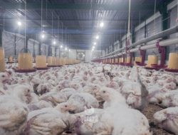 Perusahaan Pakan Ternak China Bakal Bangun Pabrik Baru di Indonesia