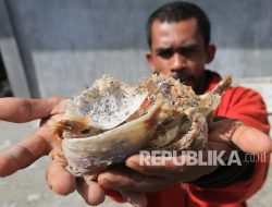 Apakah Sarang Burung Walet Halal Dikonsumsi? Ini Jawaban MUI