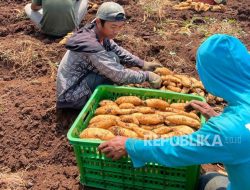 Lepaskan Jabatan Direktur, UMKM di Bandung Sukses Berbisnis Ubi Cilembu