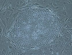 Fakultas Kedokteran UIN Walisongo Siap Lahirkan Dokter Muslim Ahli Stem Cell