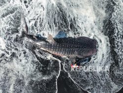 Peneliti Rancang Peta Jalan Konservasi Spesies Migrasi di Bentang Laut Sunda Kecil