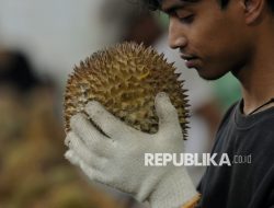 China Siap Pasarkan Durian Beku Indonesia, Batantin: Rumah Kemas Harus Sesuai Standar
