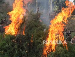 Tiga Hektare Ladang Ganja di Pegunungan Gayo Lues Dimusnahkan TNI dan BNN Aceh