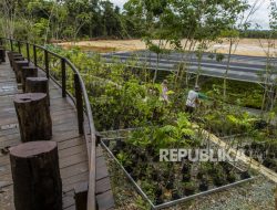 OIKN Hijaukan 80 Hektare Lahan di Kota Nusantara