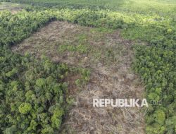 Penampakan Perambahan Hutan Lindung Gambut Sungai Bram Itam